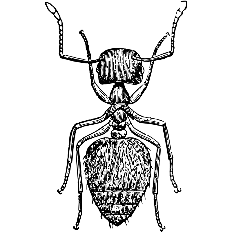 Certified Pest Control – Pest Control Services in Nashville, TN