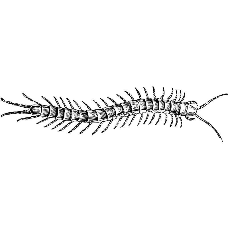 insects centipede