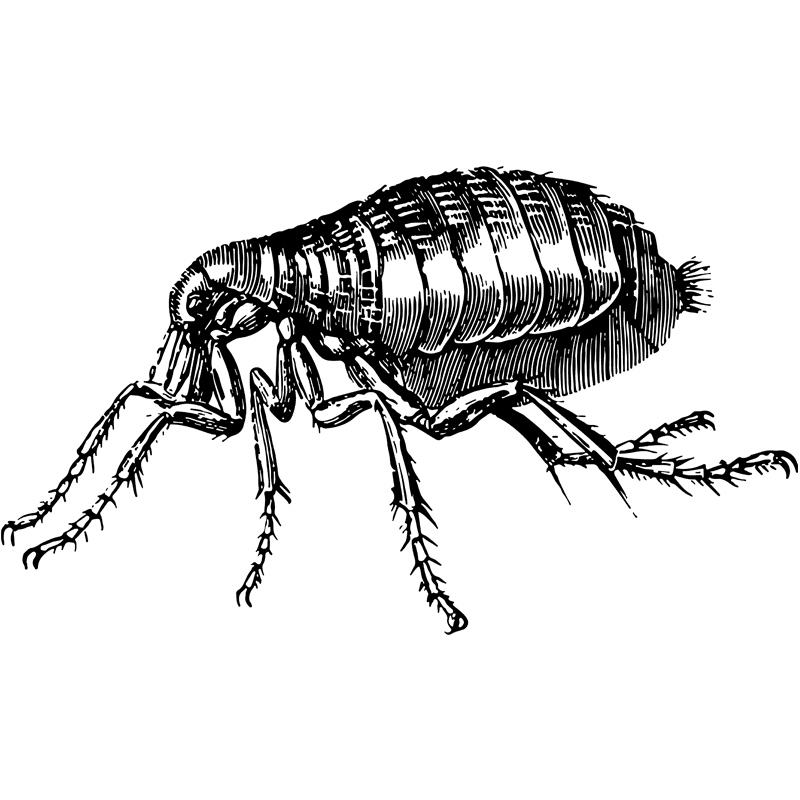 insects flea