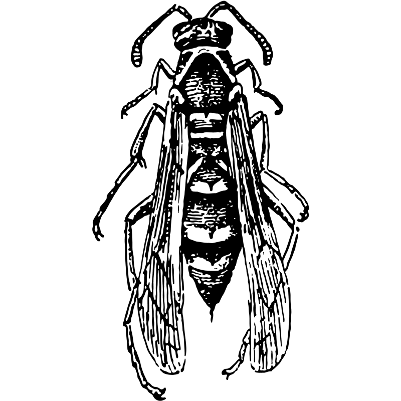 insects paper wasp - Certified Pest Control