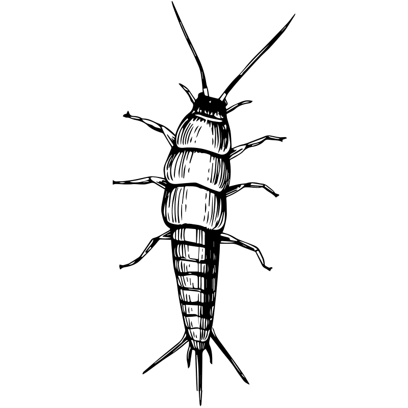 insects silverfish - Certified Pest Control