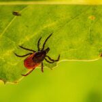 Tick Control in Nashville - Preventative Pest Control - Certified Pest Control