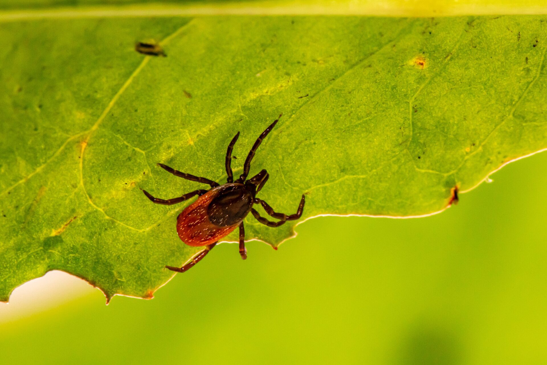 Ant Control And Prevention In Denver