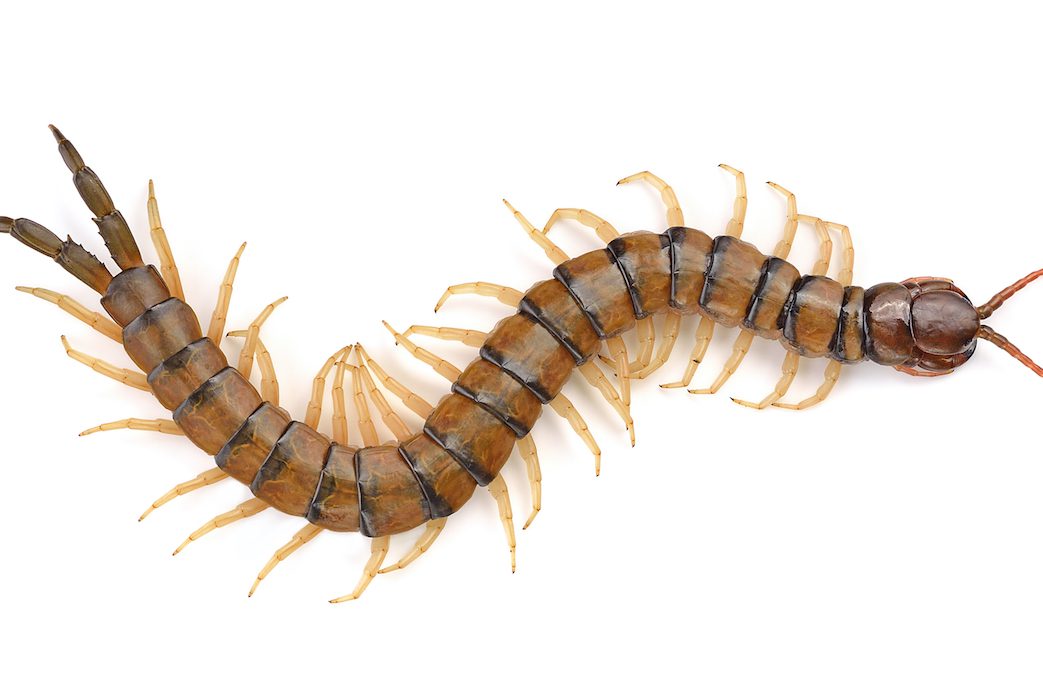 Centipedes - Exterminator in Nashville - Certified Pest Control