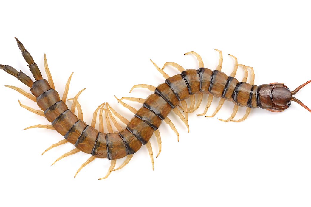 Centipedes