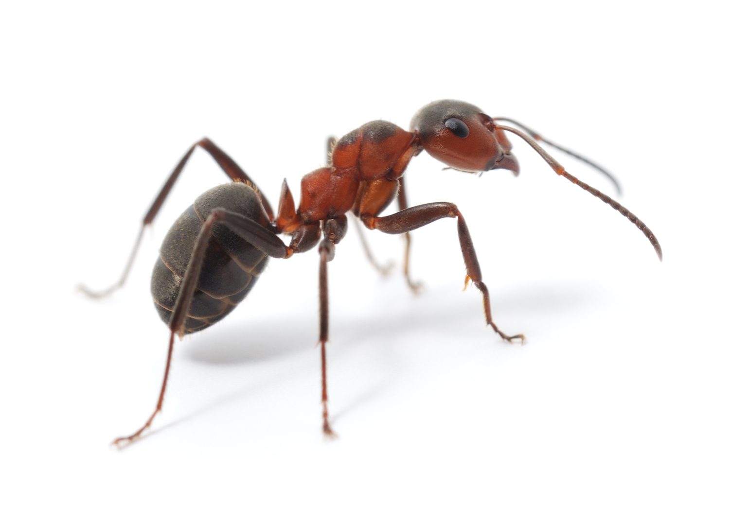 Large Ant Control - Exterminator in Nashville - Preventative Pest Control - Certified Pest Control