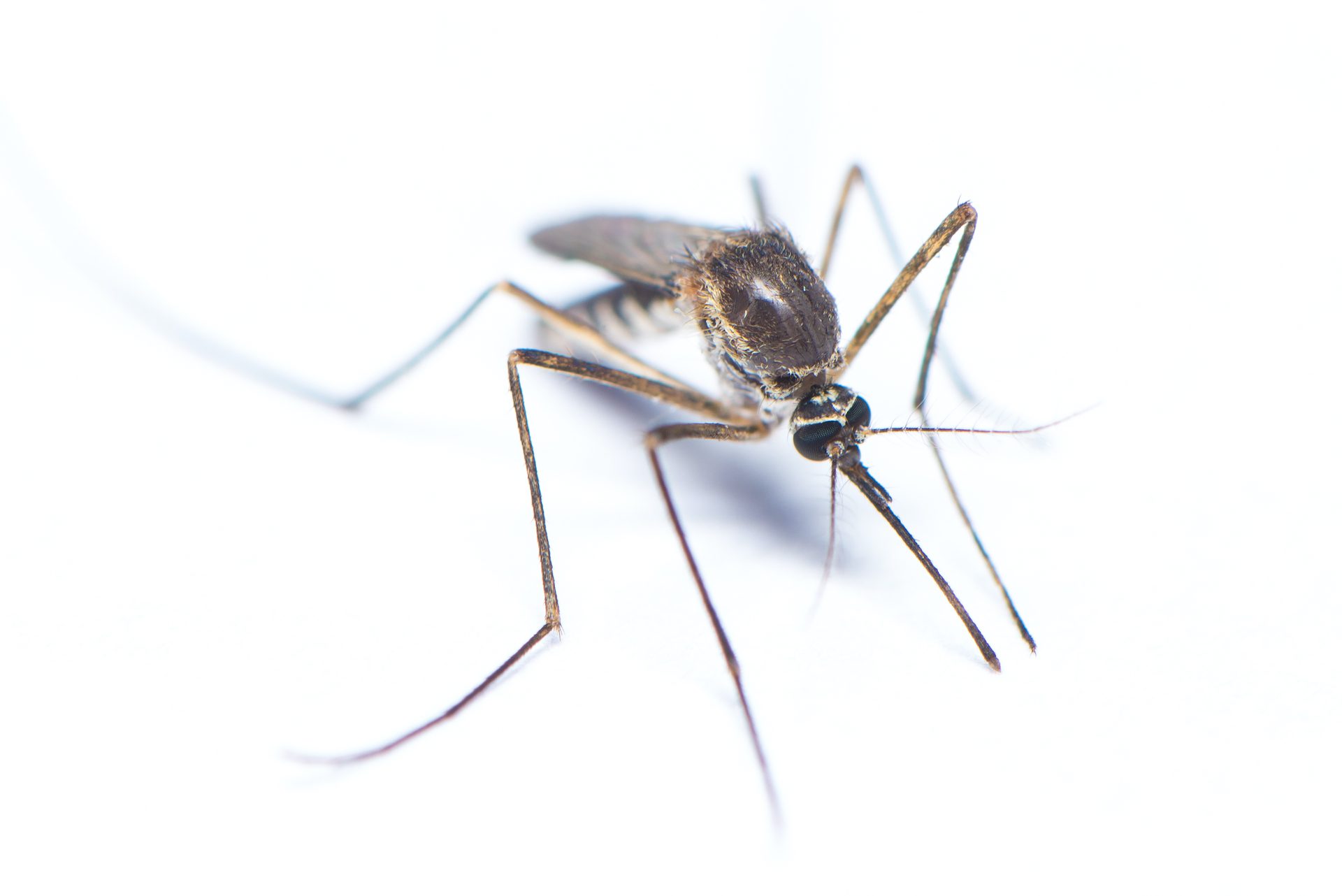 Mosquito Control in Nashville - Preventative Pest Control - Certified Pest Control