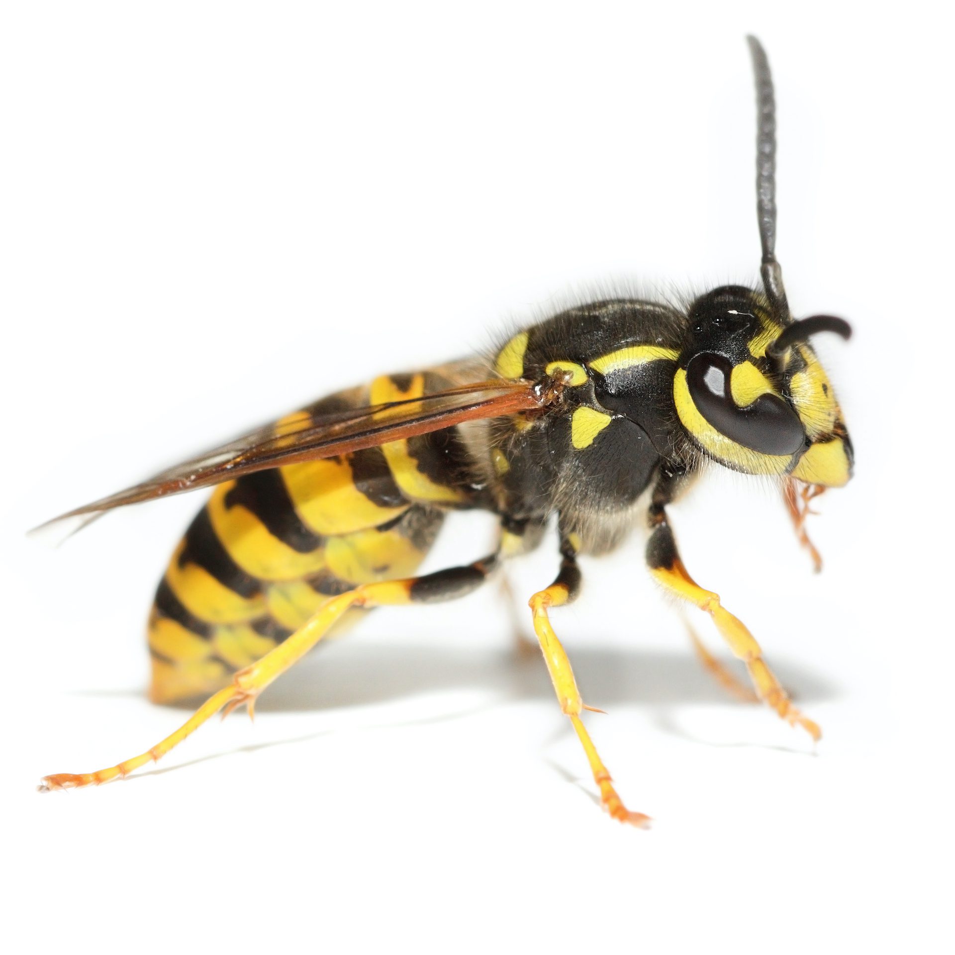 Wasp Control in Nashville - Preventative Pest Control - Certified Pest Control