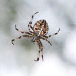 Certified Pest Control's Spider Control in Nashville