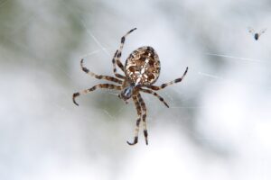 Certified Pest Control's Spider Control in Nashville
