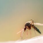 how to avoid an influx of mosquitoes this spring summer certified pest control nashville tn - Certified Pest Control