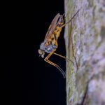 Tips for Keeping Mosquitos Under Control This Summer - Nashville Pest Control