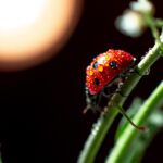 ladybug in night 2022 11 16 00 05 43 utc scaled - Certified Pest Control