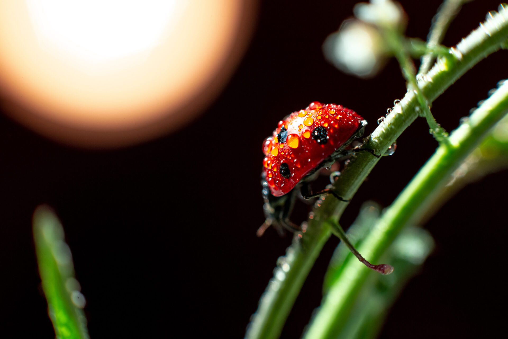 ladybug in night 2022 11 16 00 05 43 utc scaled - Certified Pest Control