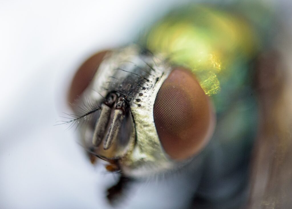 marco image of common house fly 2022 11 04 04 22 44 utc - Certified Pest Control