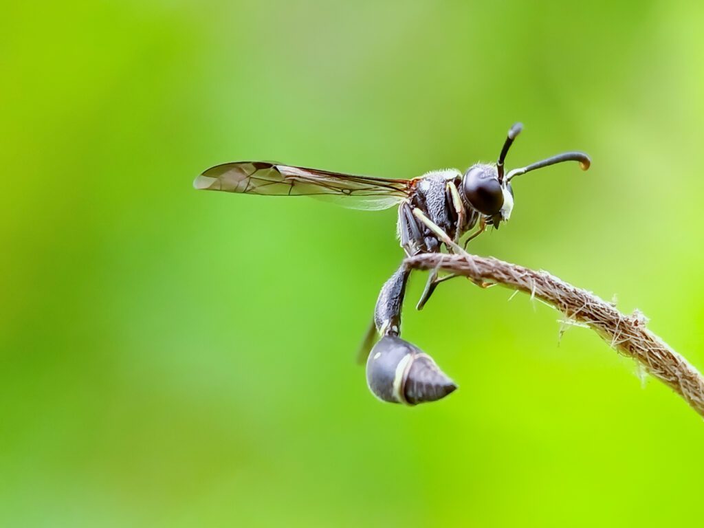 wasp nature background photo 2022 09 21 02 19 51 utc - Certified Pest Control